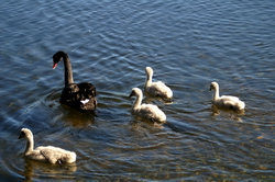 maman cygne et ses petits
